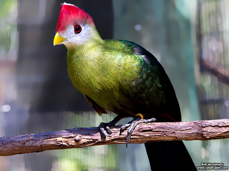 Portrait of a Red-crested Turaco – Range Tracking