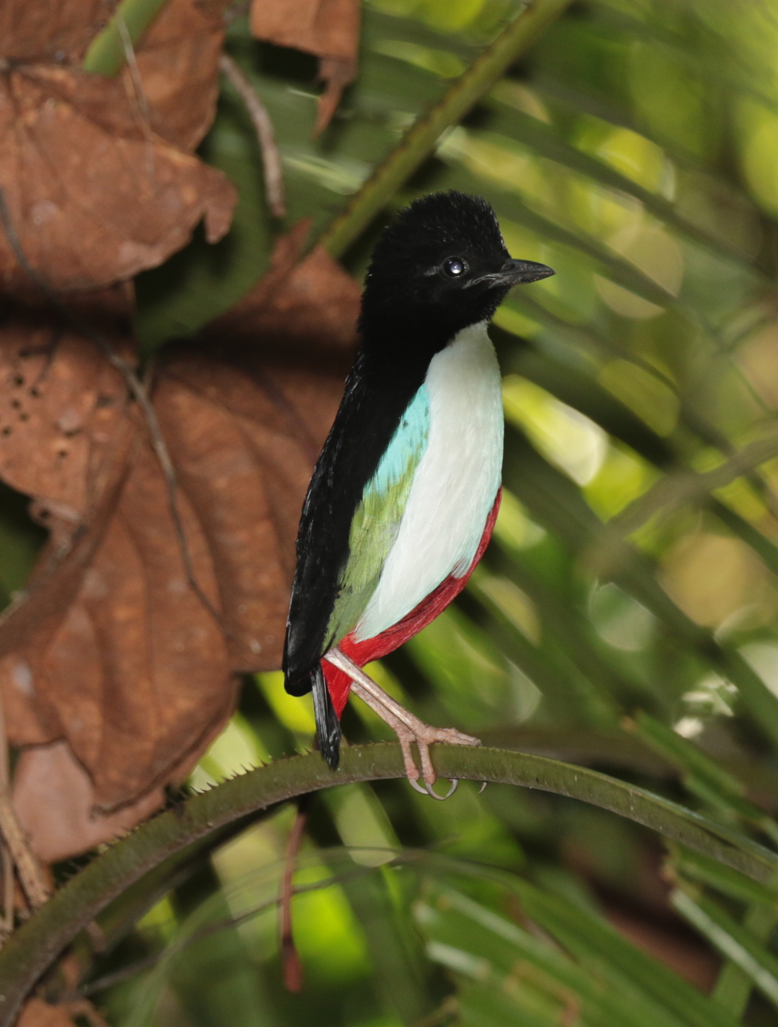 Ivory-breasted Pitta (Pitta maxima) · iNaturalist Guatemala