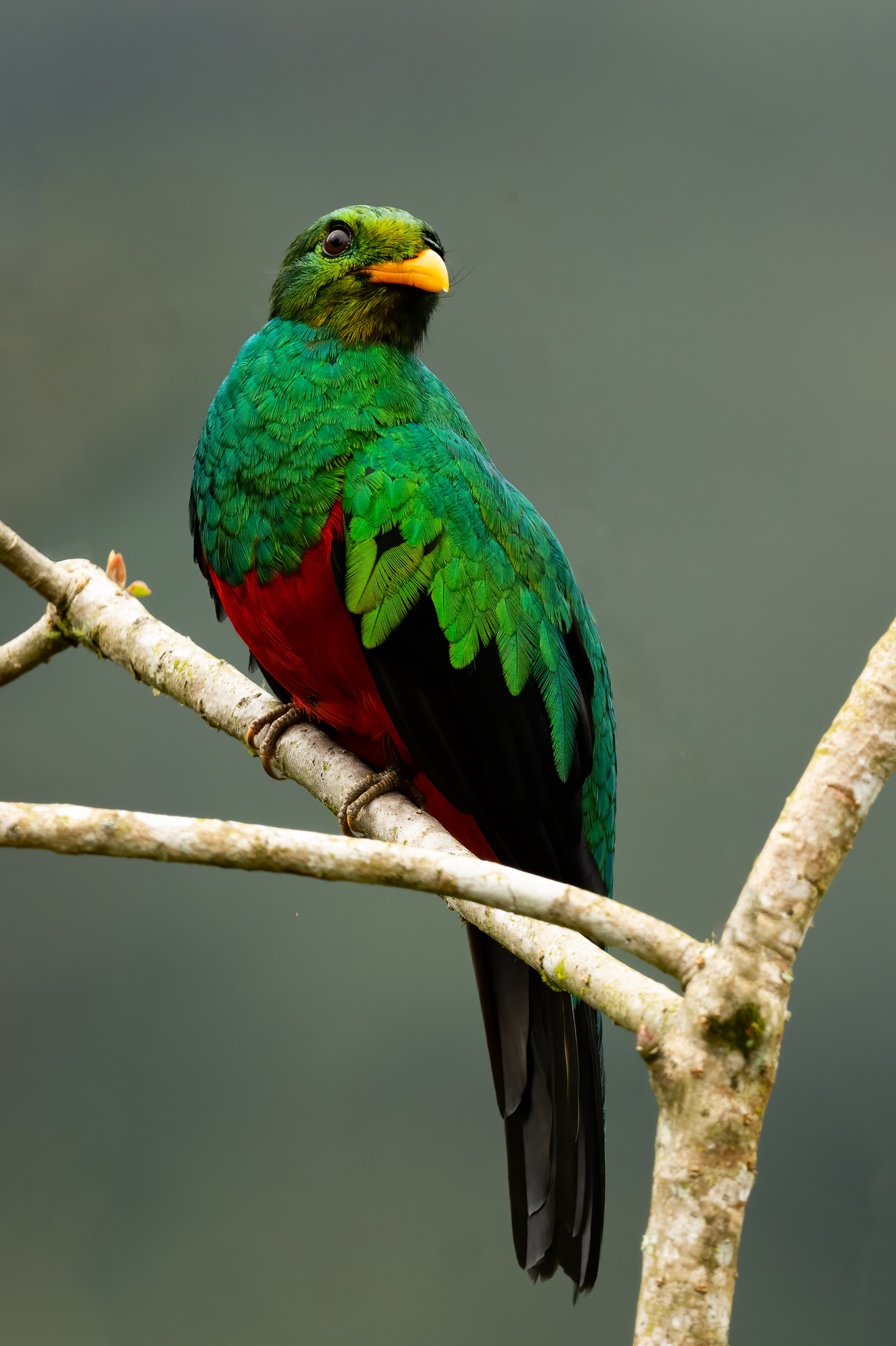 Golden-headed quetzal [OC] : r/birding