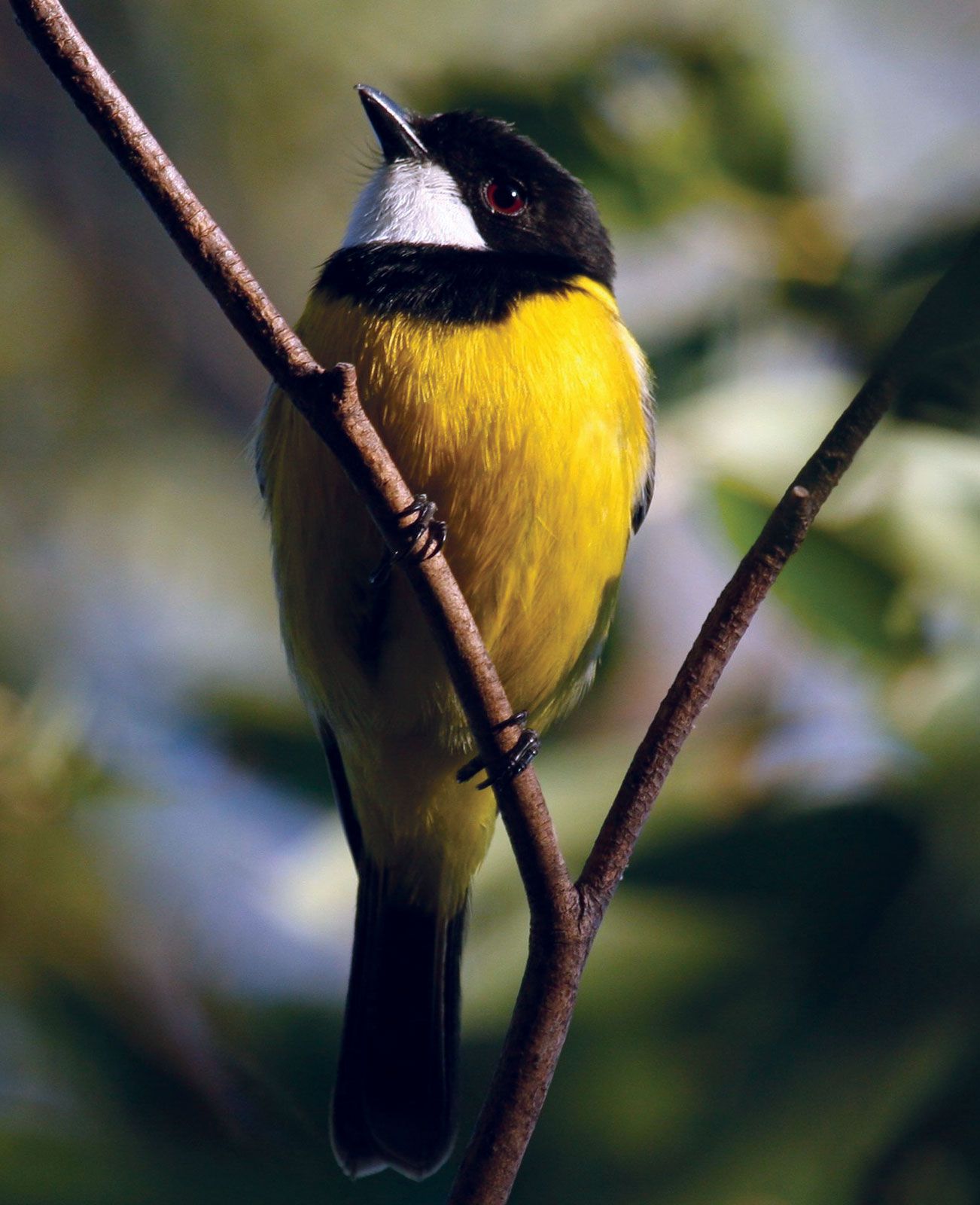 Golden whistler | bird | Britannica