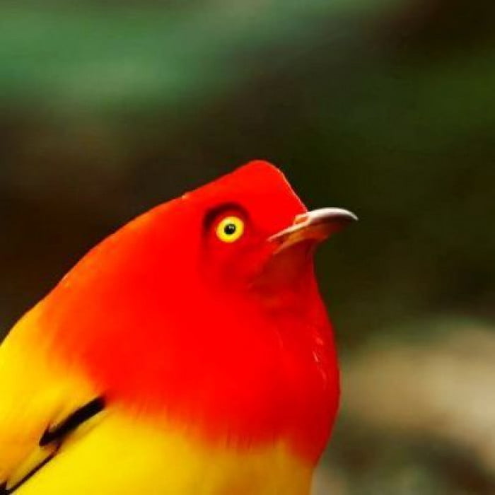 Meet The Flame Bowerbird With Colors Of Fire And An Amazing Dance Performance