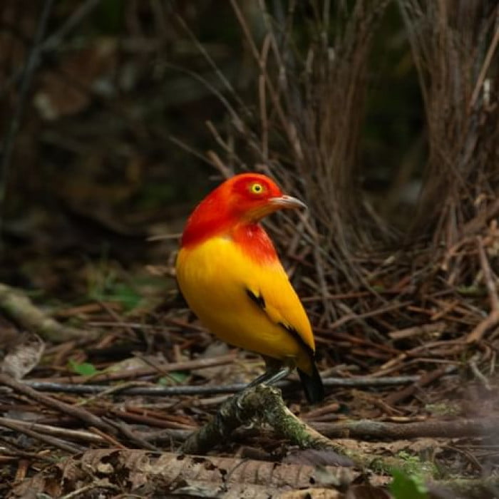 Meet The Flame Bowerbird With Colors Of Fire And An Amazing Dance Performance