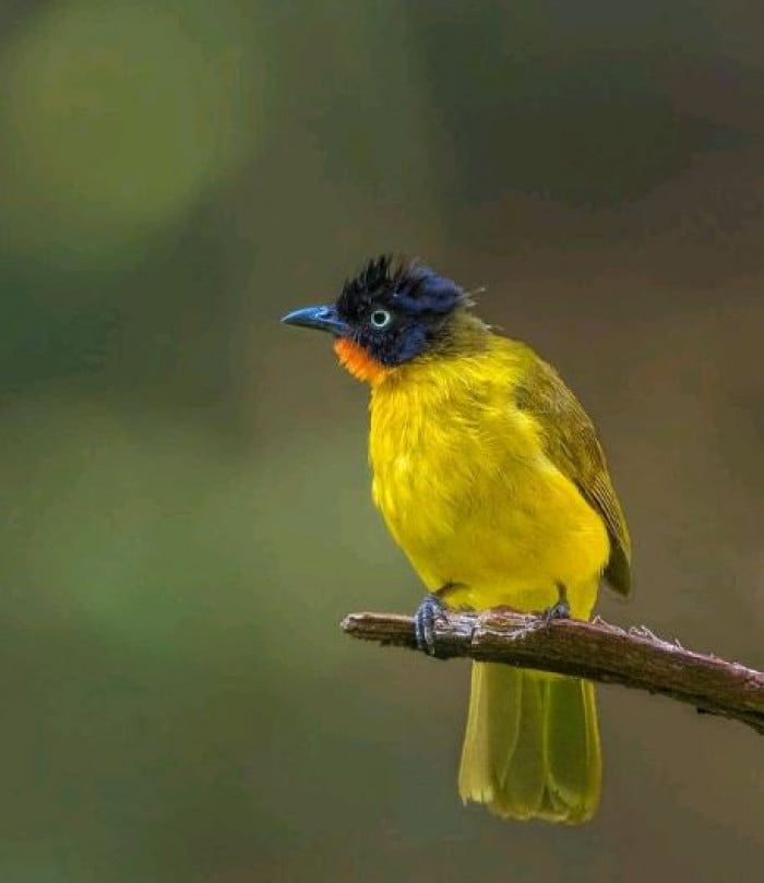 Flame-Throaded Bulbul Bird Looks Like It Is Wearing A Suit And Bowtie