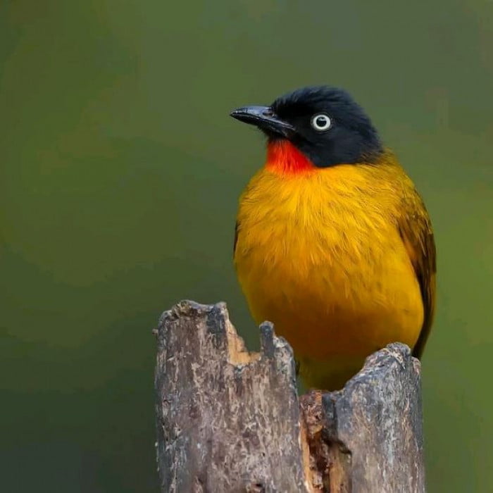 Flame-Throaded Bulbul Bird Looks Like It Is Wearing A Suit And Bowtie