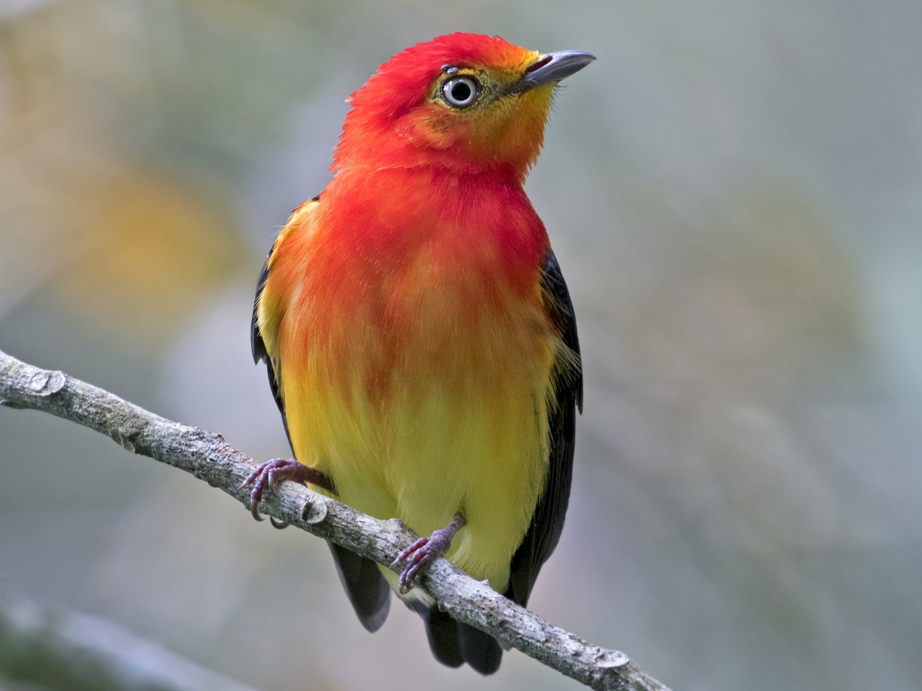 Band-tailed Manakin - eBird