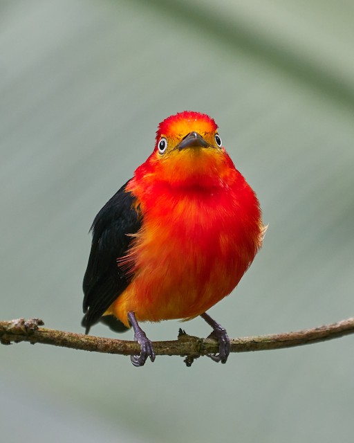 Band-tailed Manakin - eBird