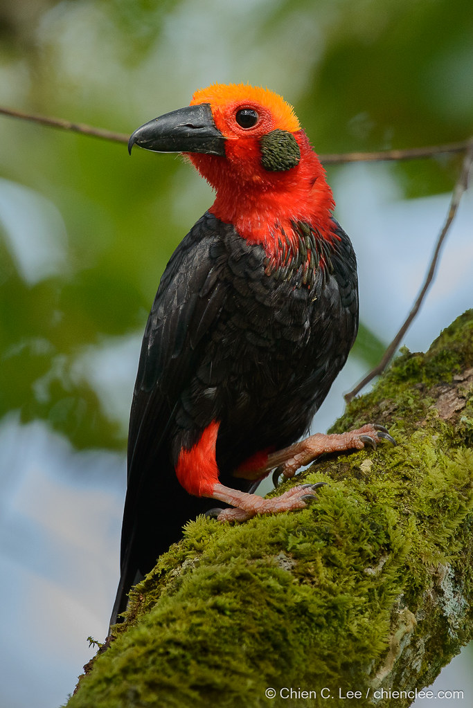 Bornean Bristlehead (Pityriasis gymnocephala) | The bizarre … | Flickr