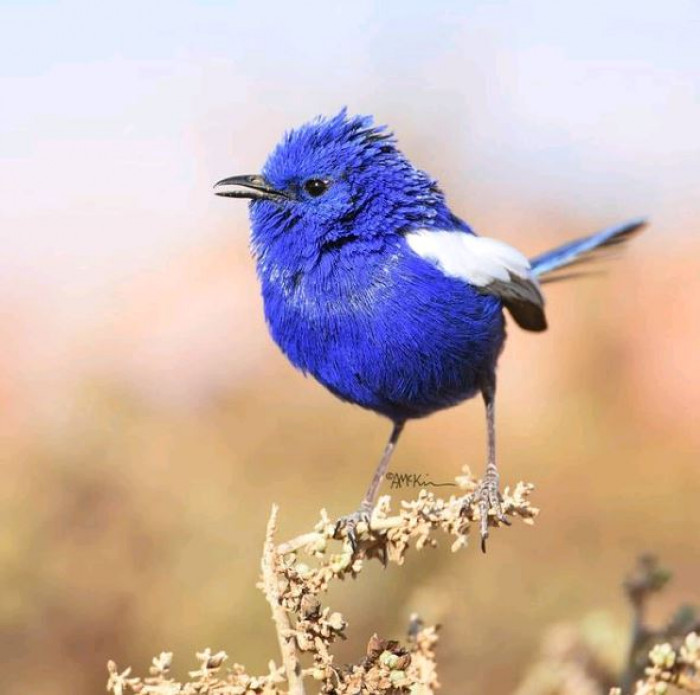 Meet The White-Winged Fairy-Wren, A Glistening Feathered Jewel, Dazzling Like A Bright Blue Sapphire