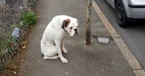 Man finds sad dog chained to streetlight on his way to work – I Love Dog