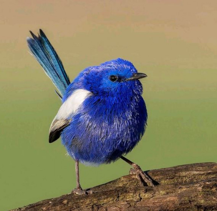 Meet The White-Winged Fairy-Wren, A Glistening Feathered Jewel, Dazzling Like A Bright Blue Sapphire