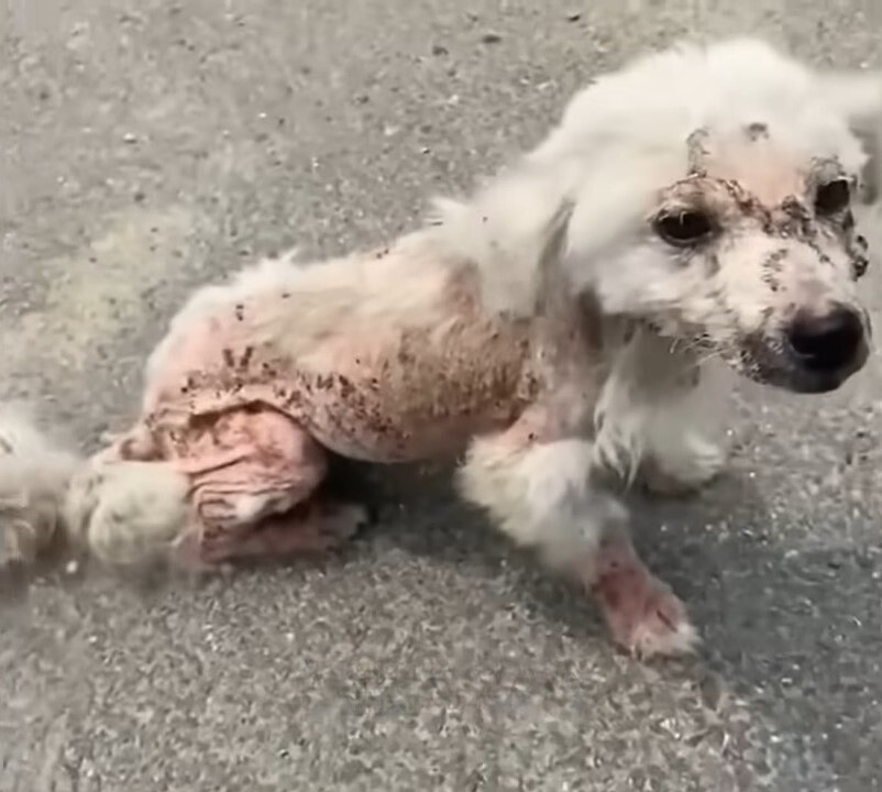 Shocked When She Ran Into A Stray Dog All Covered In Bruises And Begged