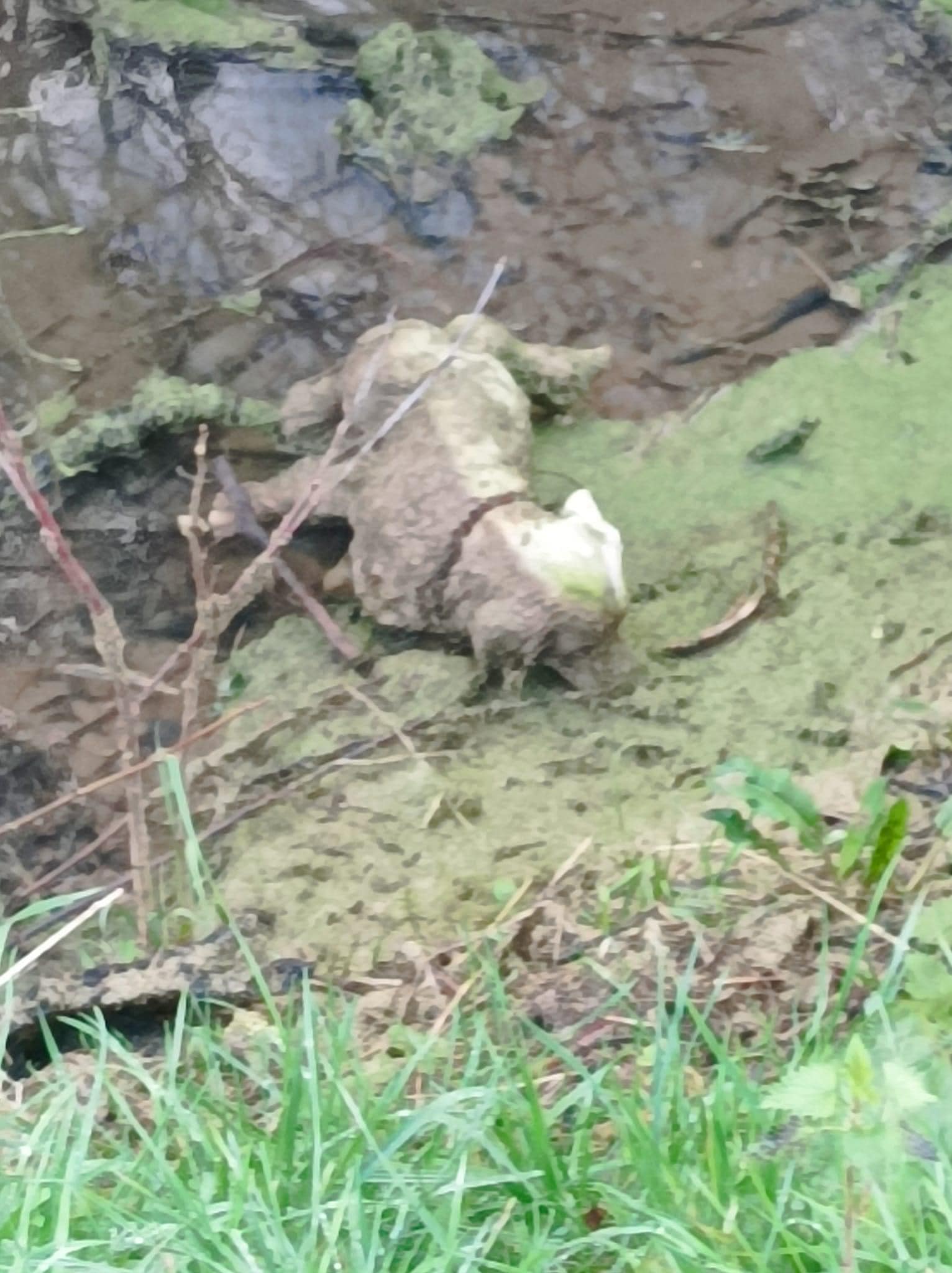 Dog laying in sewer water