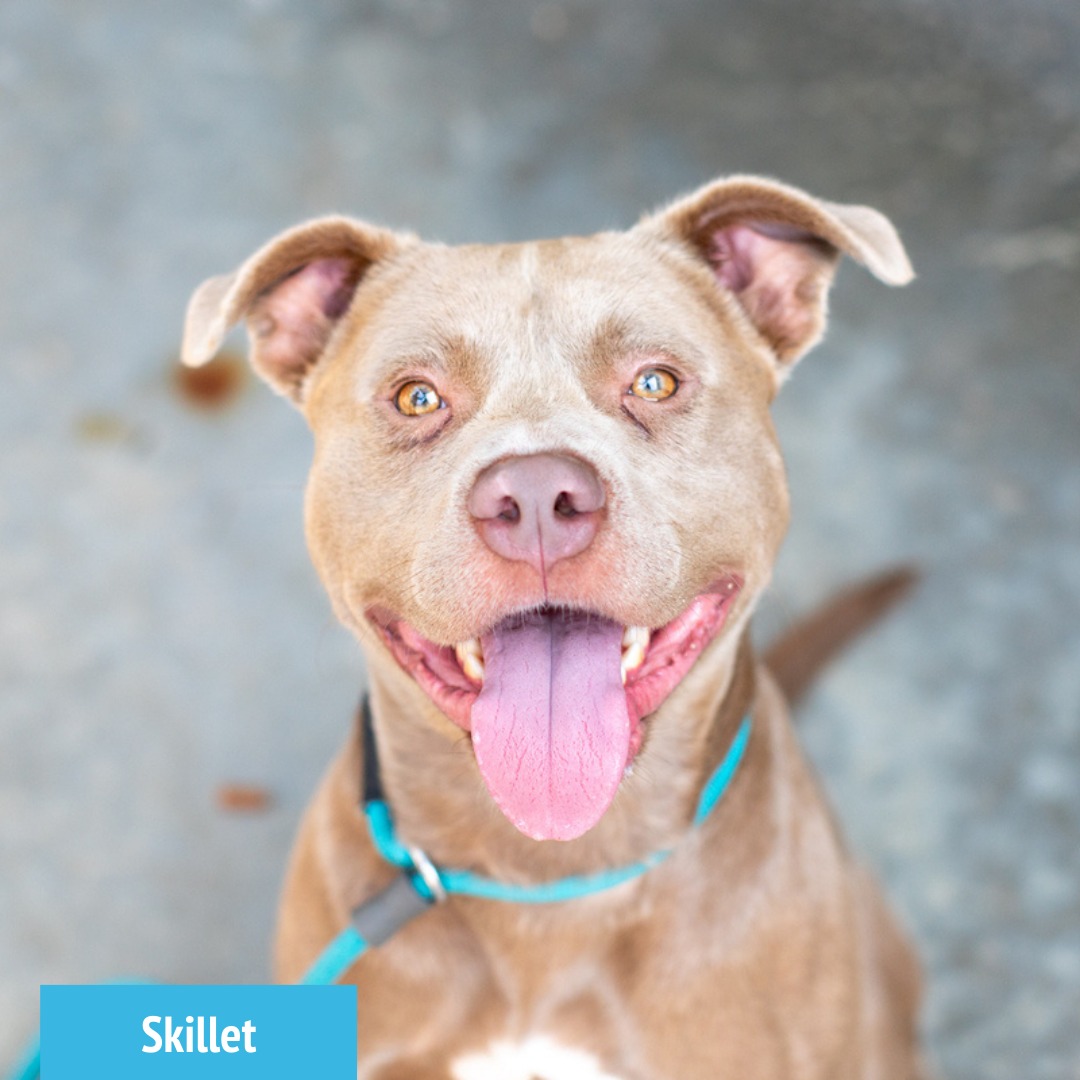 Happy dog with tongue out