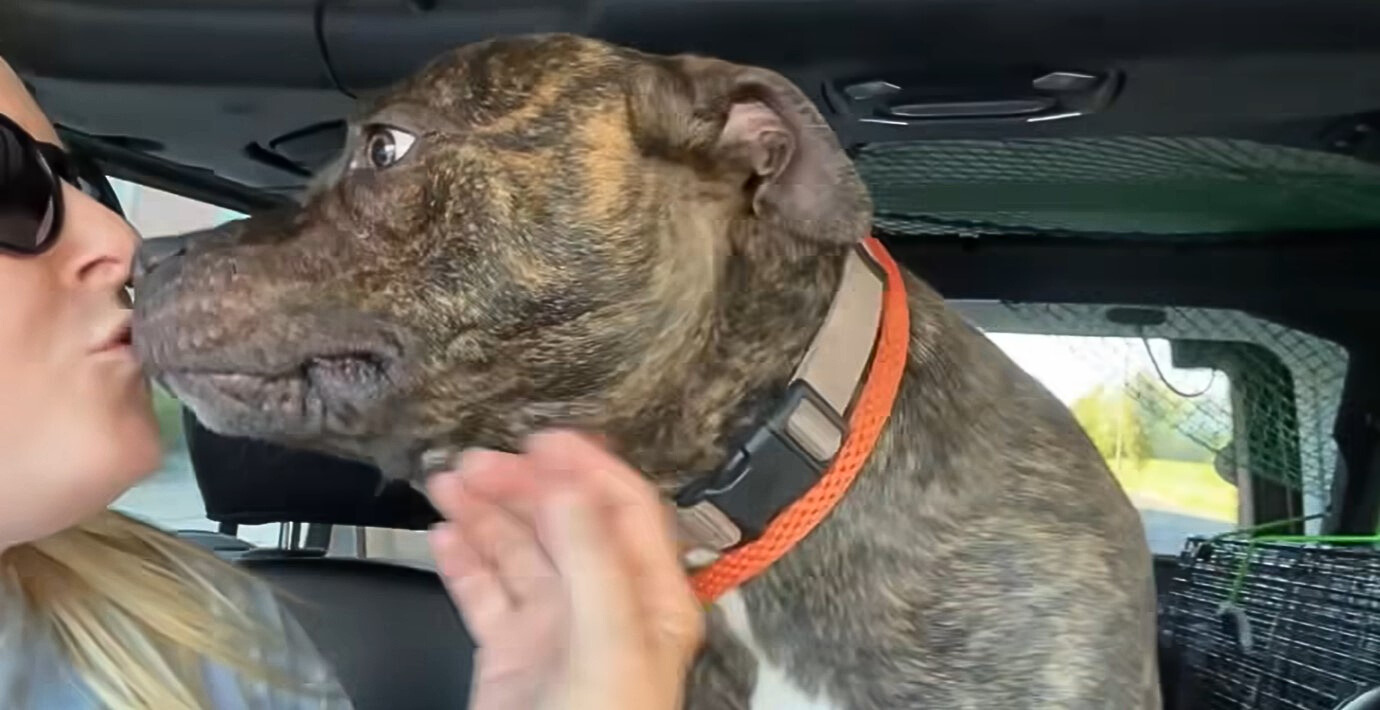 a colorful dog kisses a woman in a car