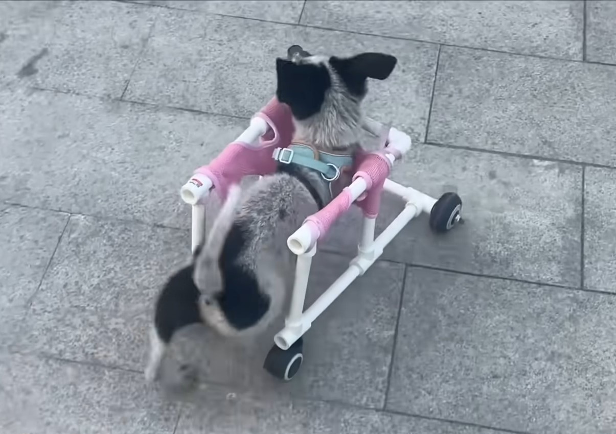 a dog on the wheelchair