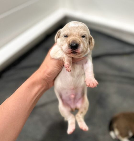 a newborn puppy