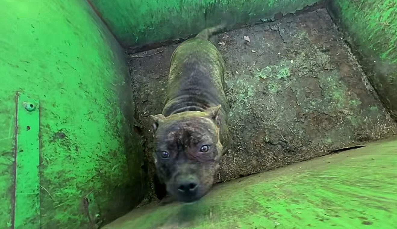 a portrait of a dog that was locked in a container