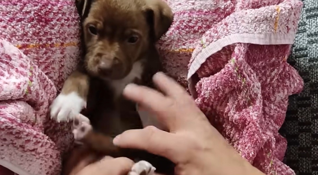 a puppy snuggled in blanket