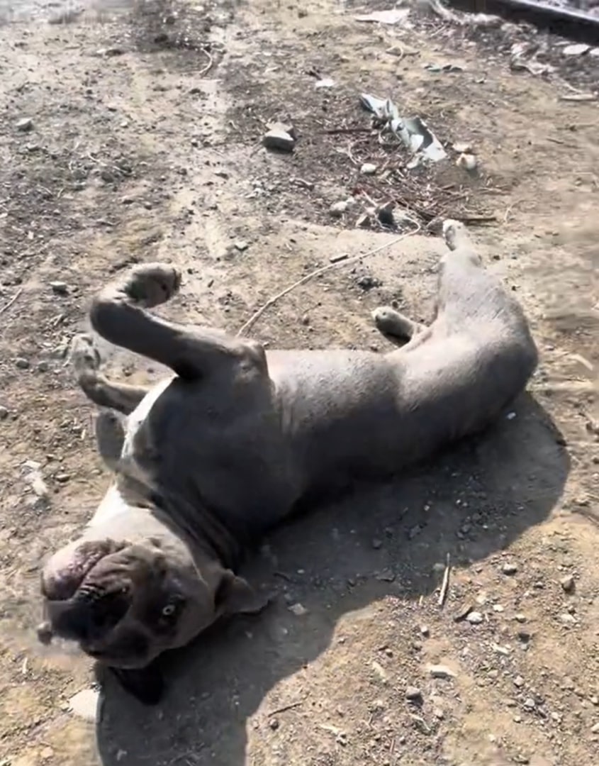 adorable black dog laying on the ground