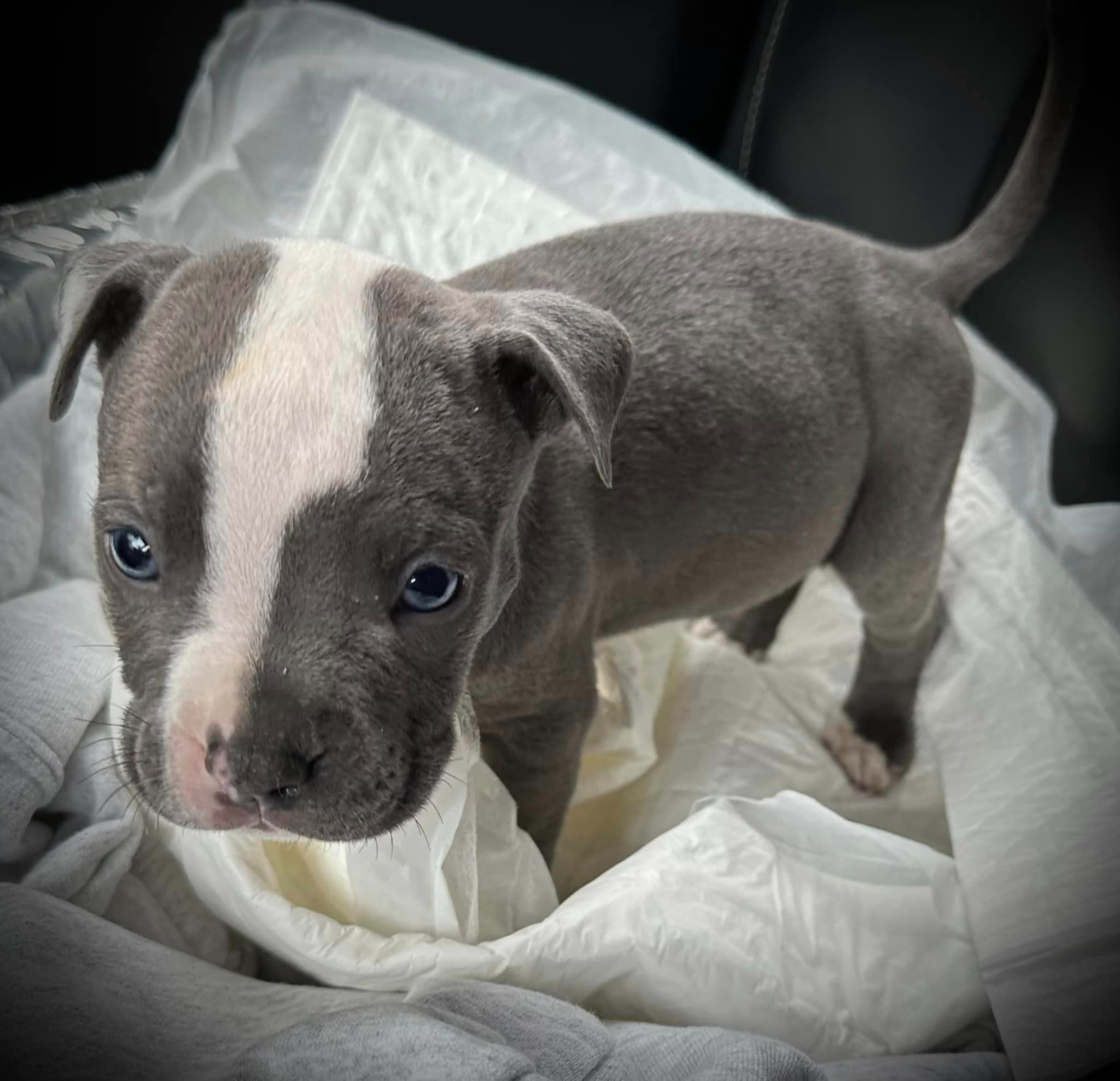 adorable puppy in the car