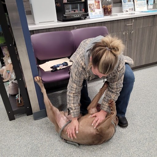 blonde woman playing with a dog