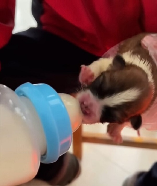 bottle feeding a puppy