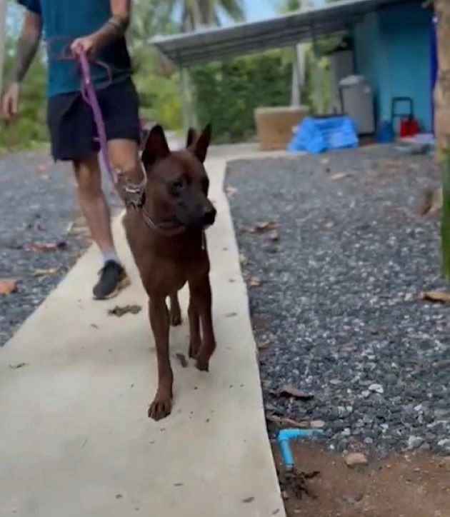 brown dog on a leash 