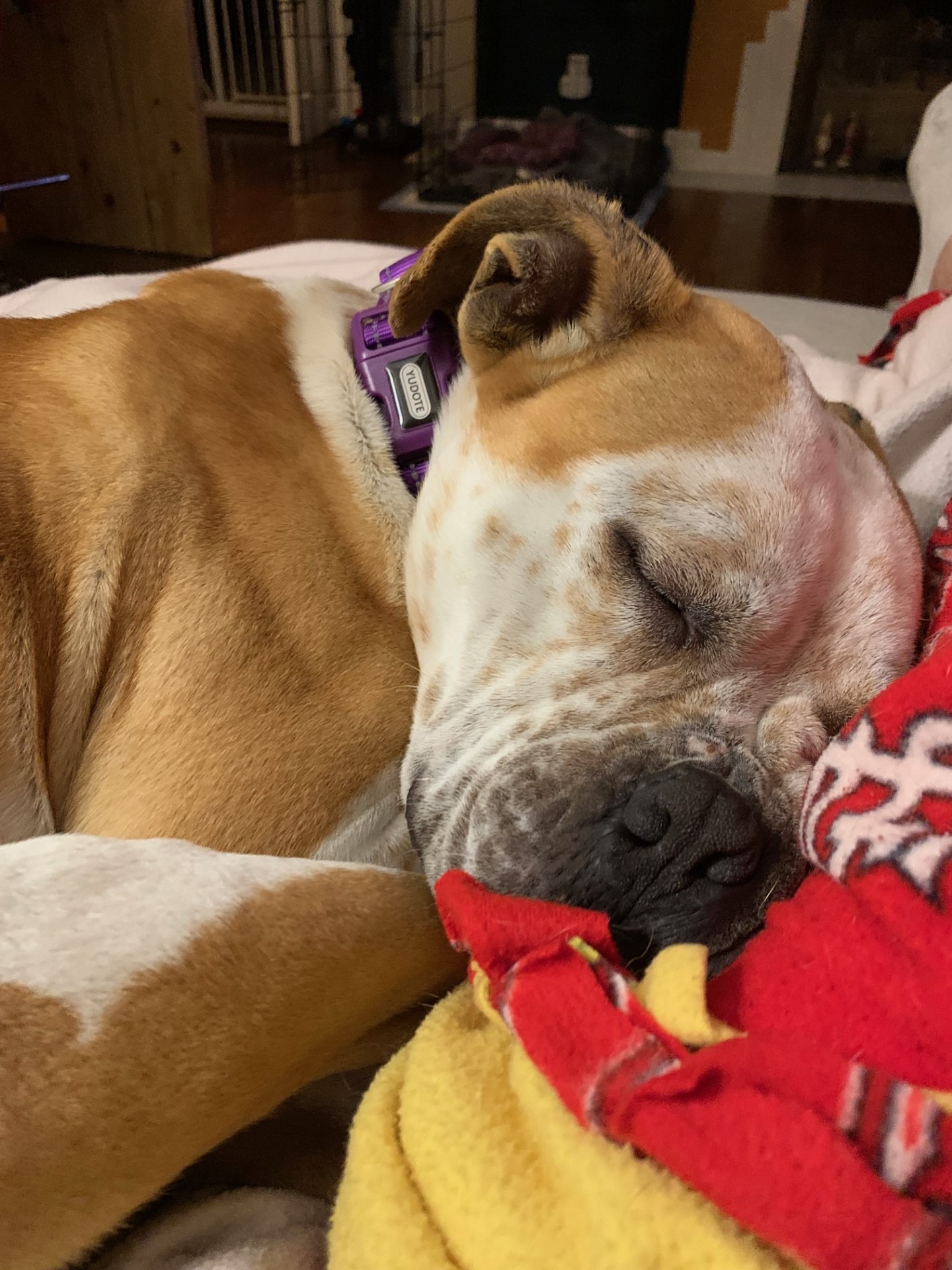 close-up photo of dog sleeping