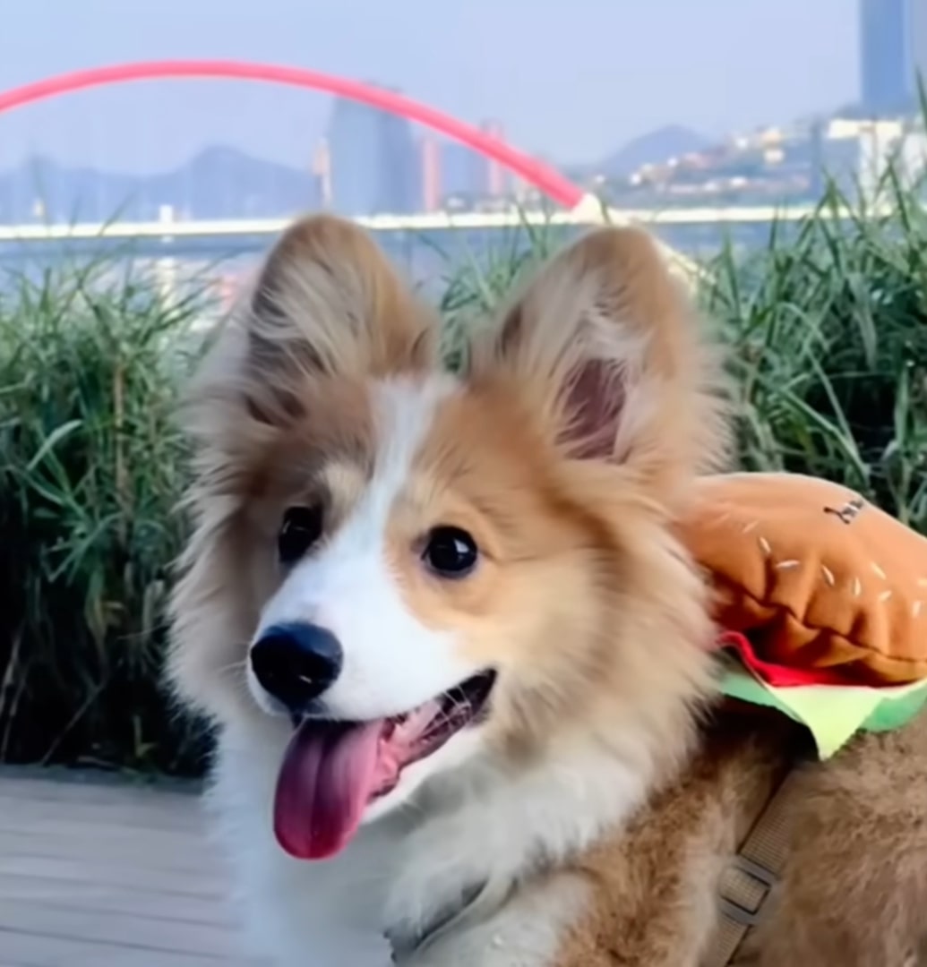 close-up photo of the dog on a walk