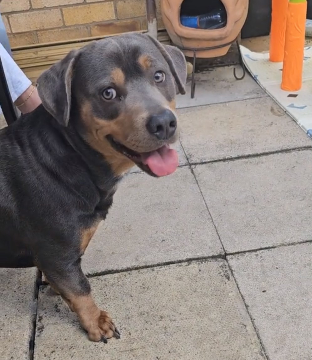 cute and happy black dog