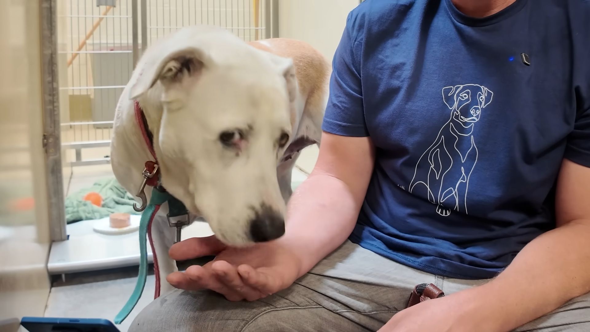 cute white dog and man