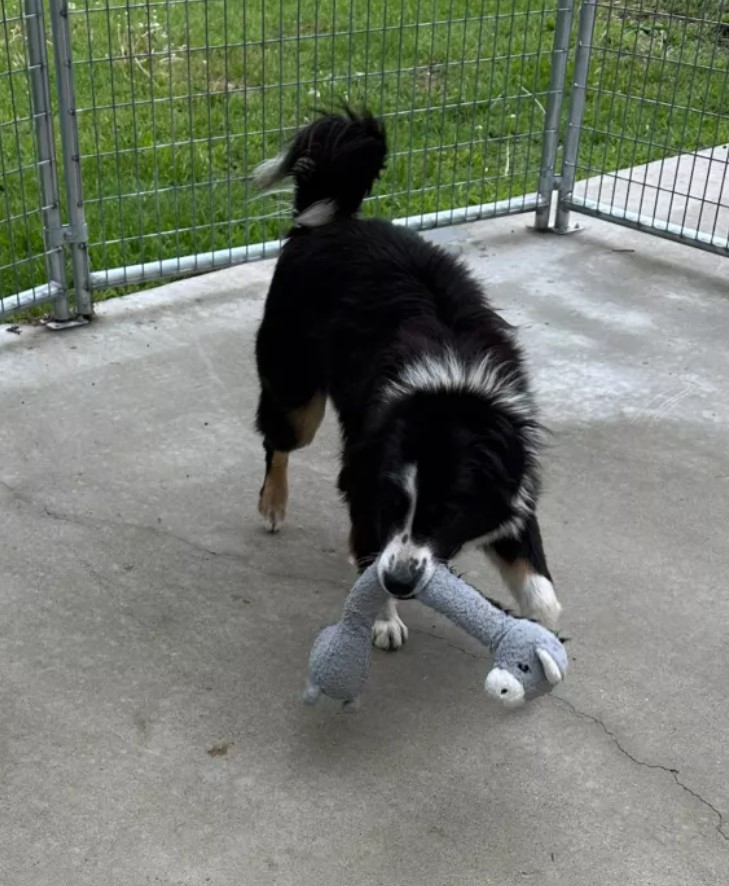 dog carrying a toy in its mouth