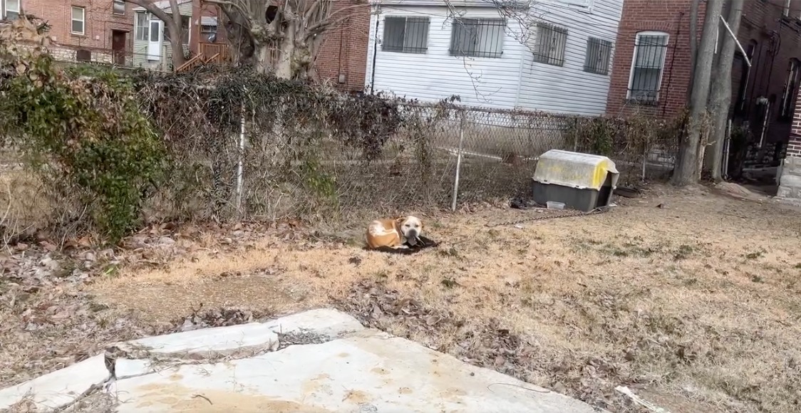 dog chained behind the house