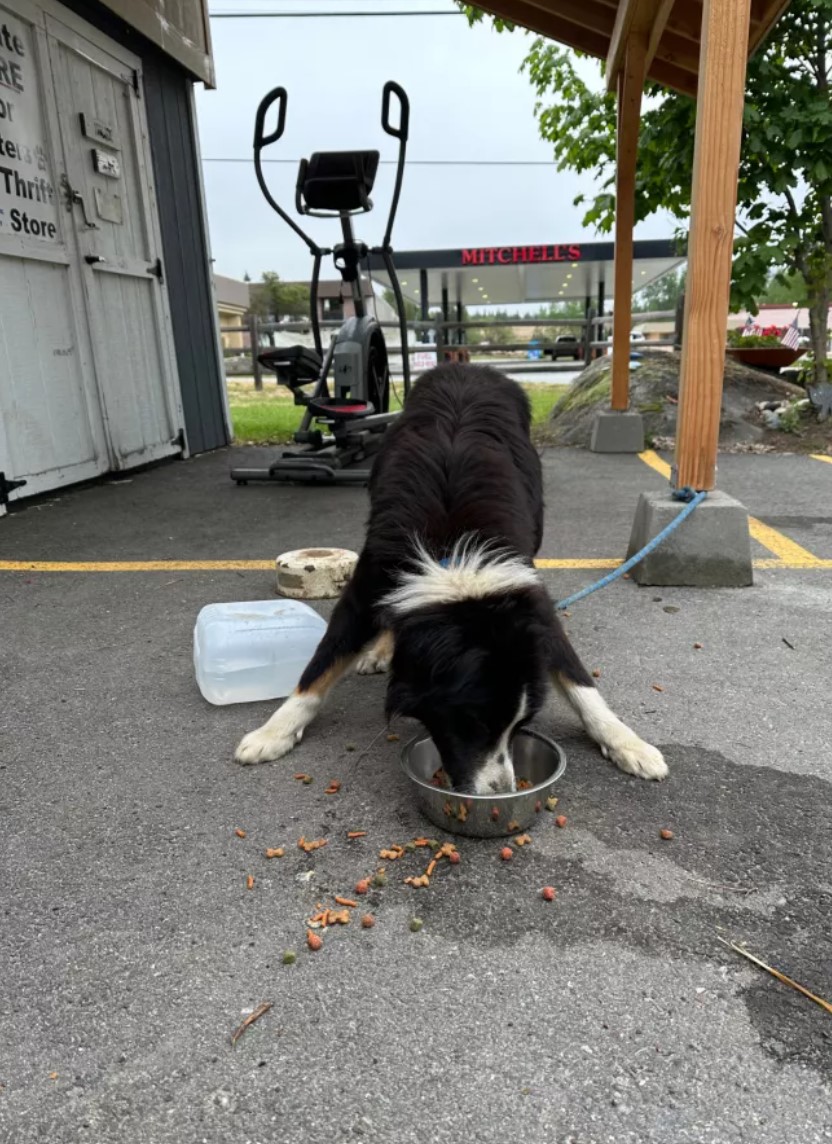 dog eating from a bowl