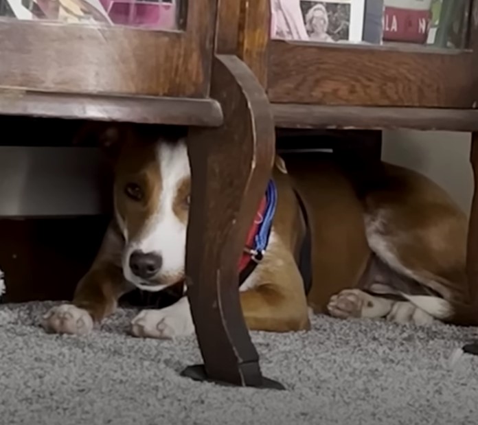 dog hiding under the closet