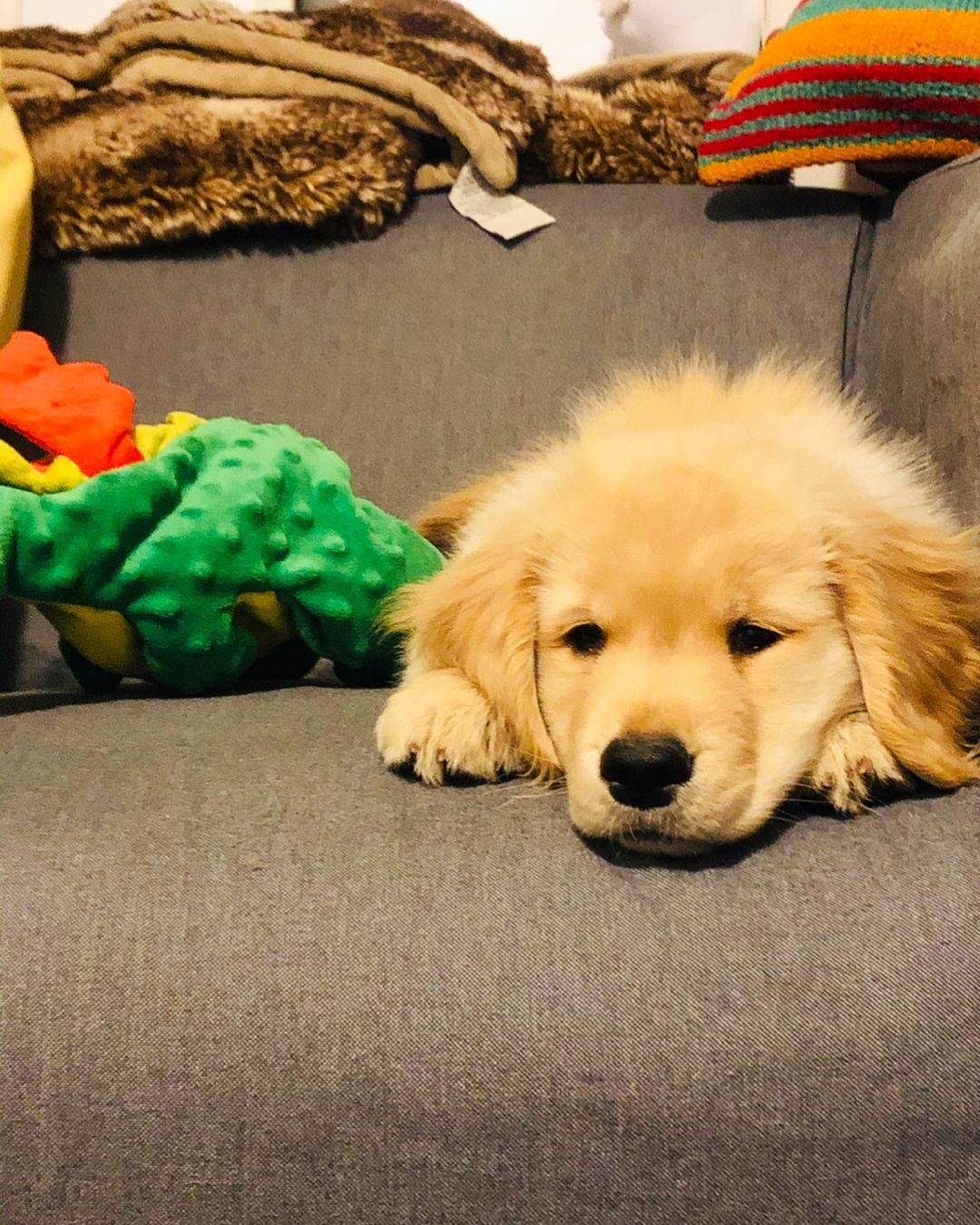 dog lying on couch