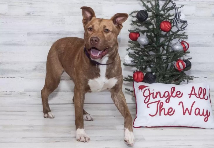 dog next to the christmas tree