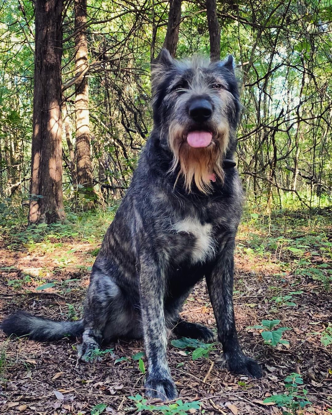 dog sitting in wood