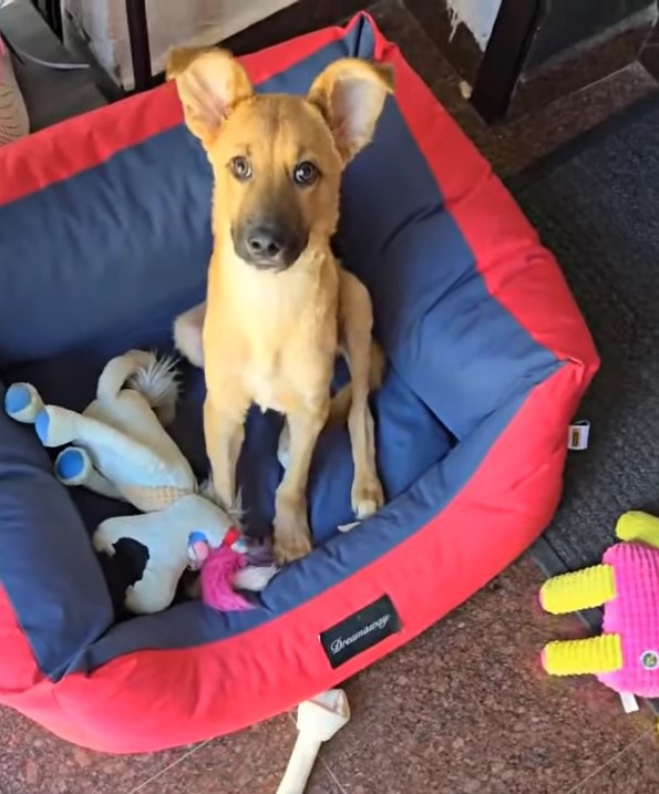 dog with toys sitting in his pillow