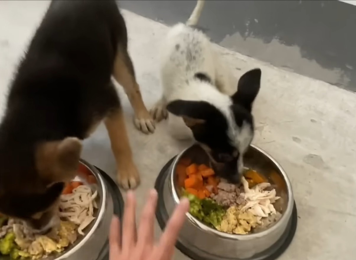 dogs eating