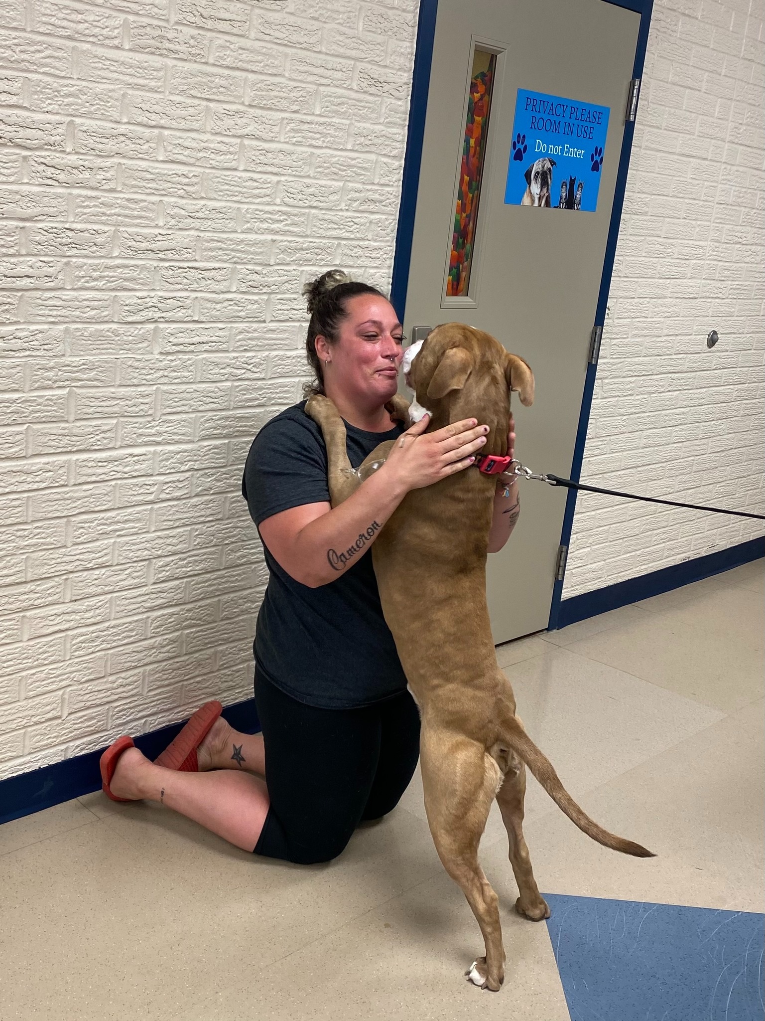 happy dog jumped on woman