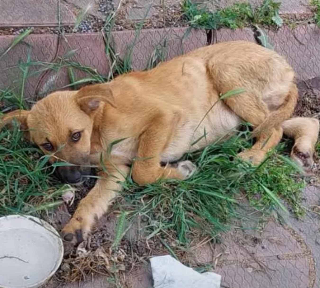 injured dog lying outdoor