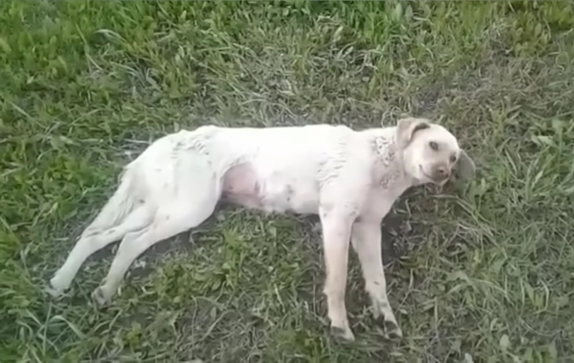 paralyzed dog lying on the grass