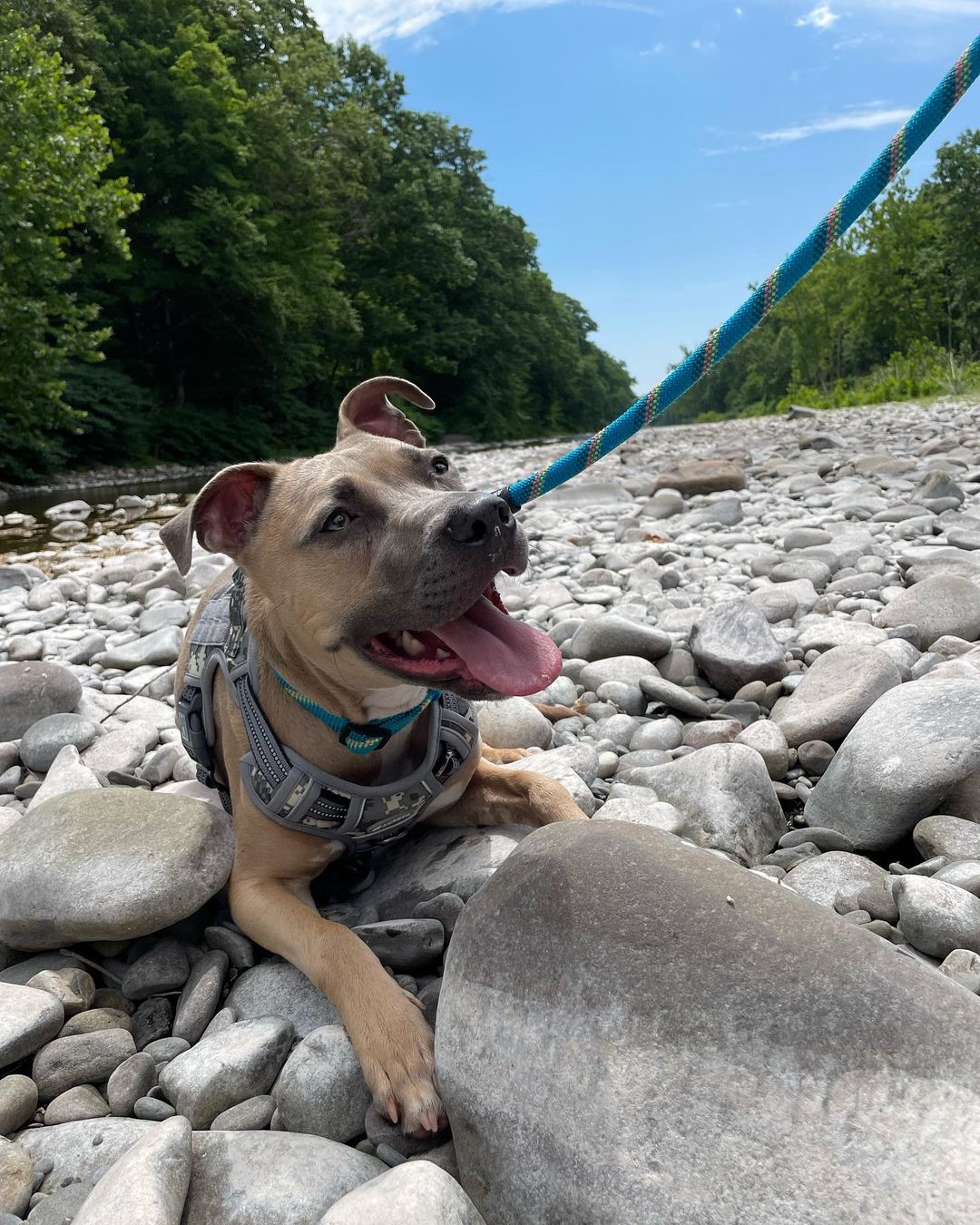 pit bull lying on rocks