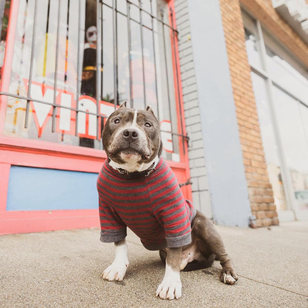 pittie wearing a shirt