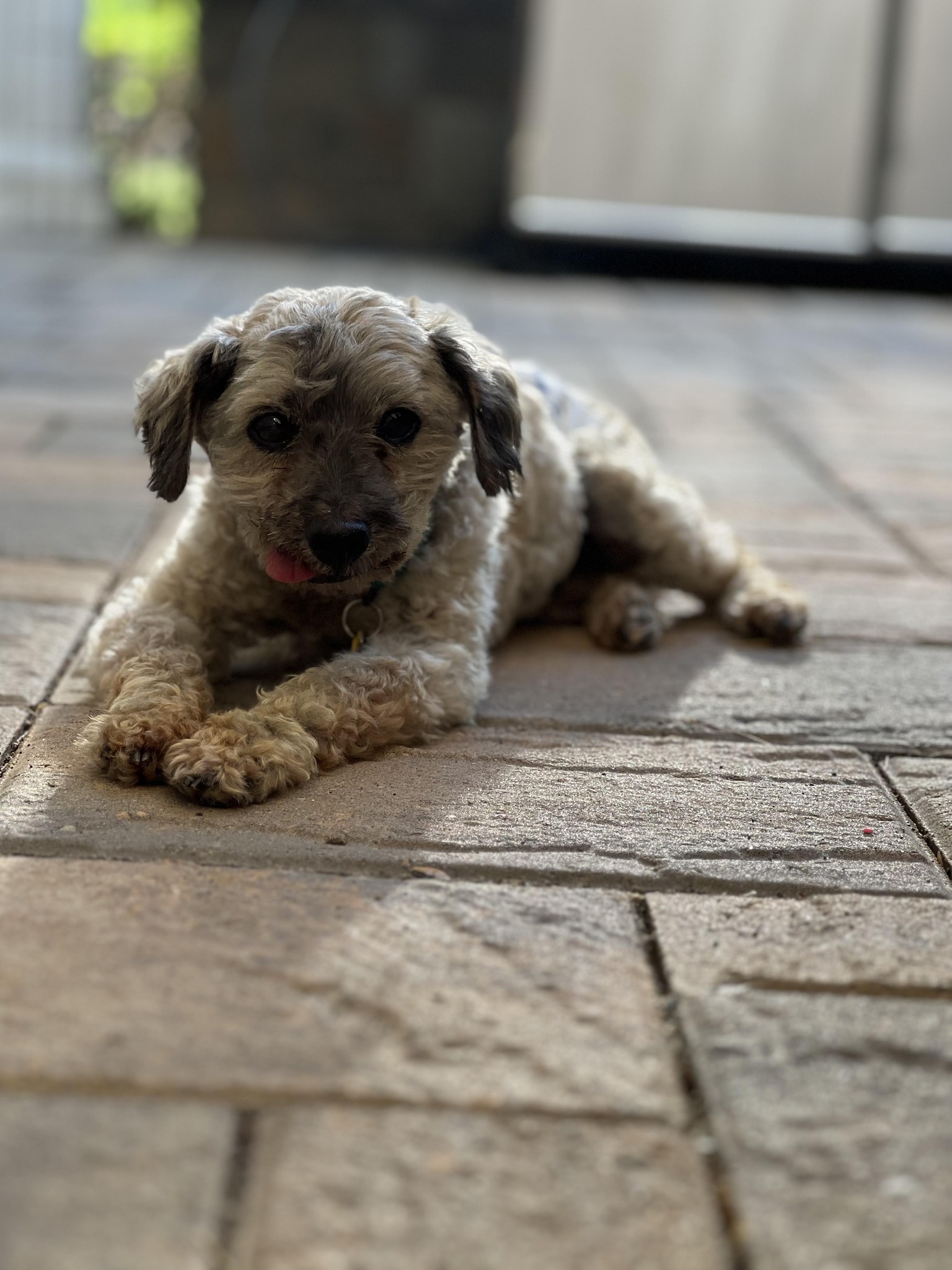 poodle lying on the floor