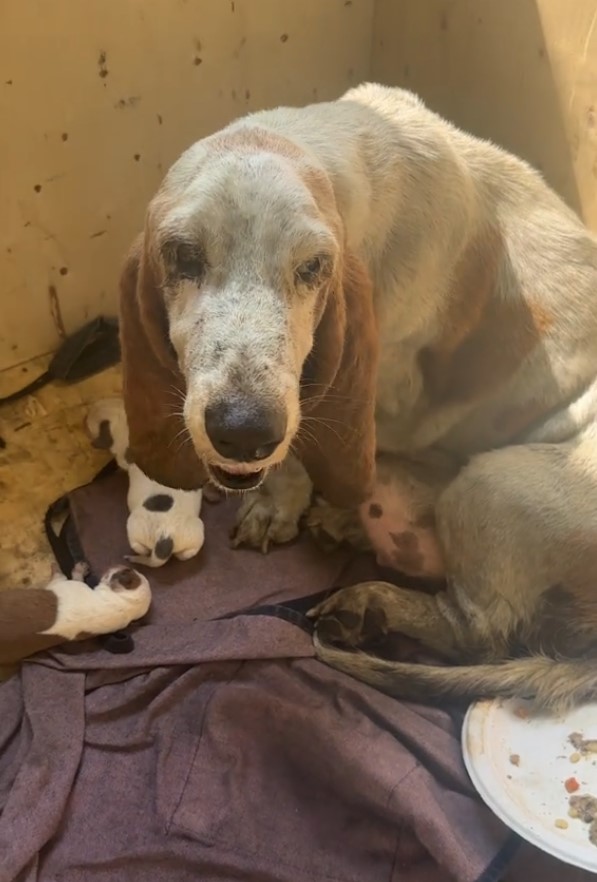 poor mama dog with her babies