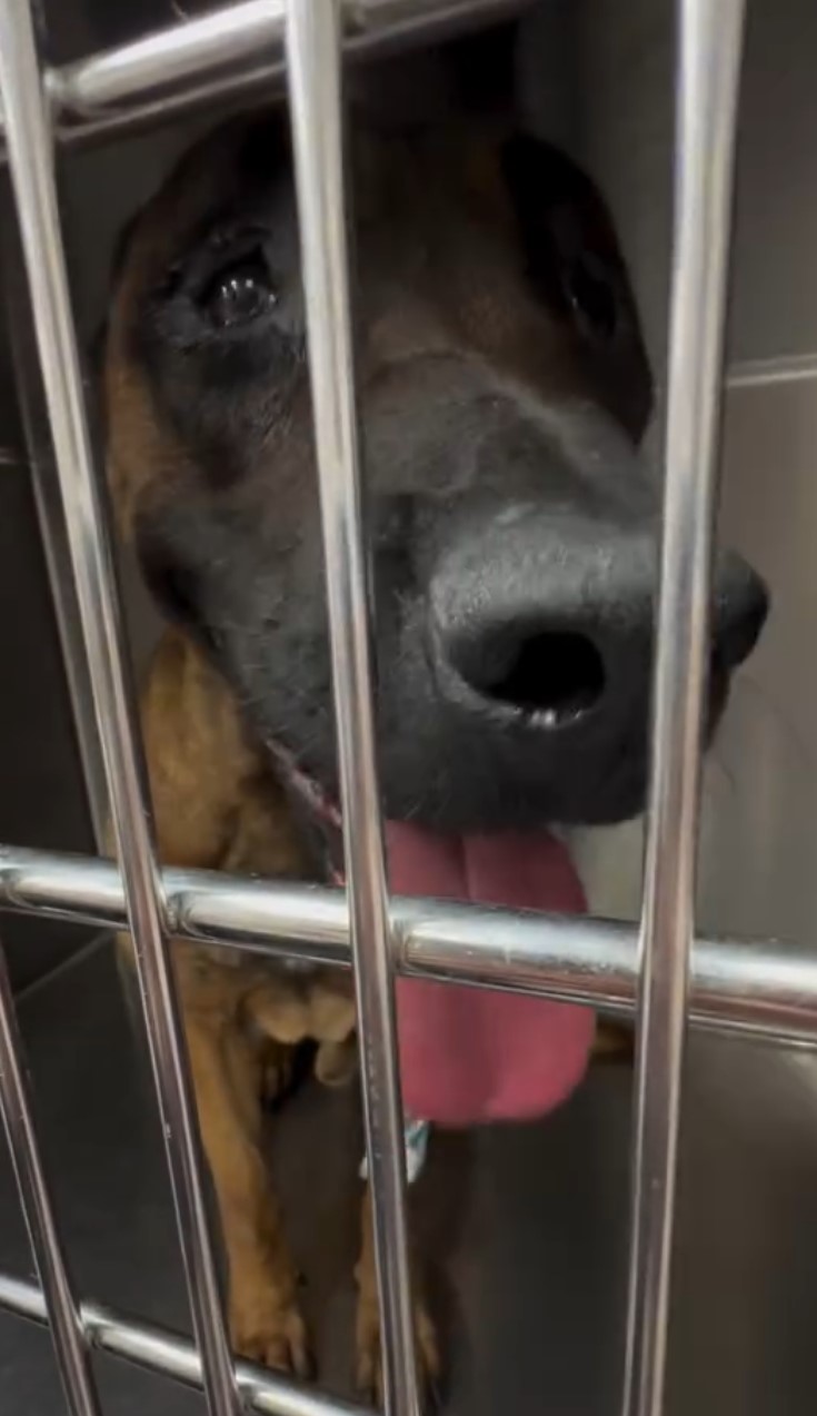 pup in a kennel