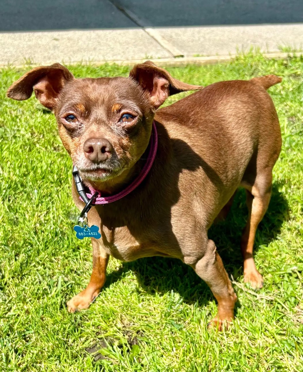 pup standing on green grass