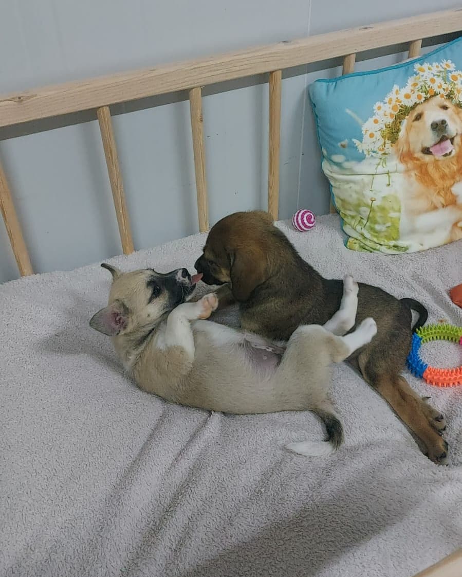 puppies playing on bed